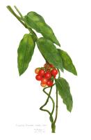 Tiliacora triandra (Colebr.) Diels